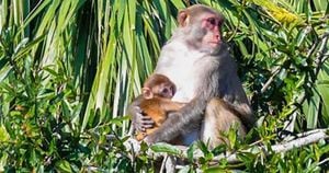 Primate Escape Sparks Community Curiosity And Concern