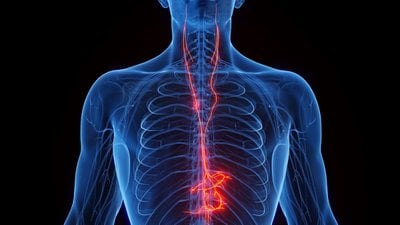 Vagus Siniri Nedir?