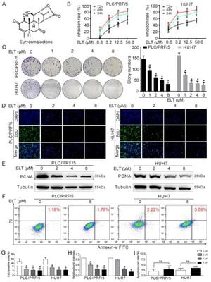 Natural Compound Eurycomalactone Induces Quiescence In Cancer Cells