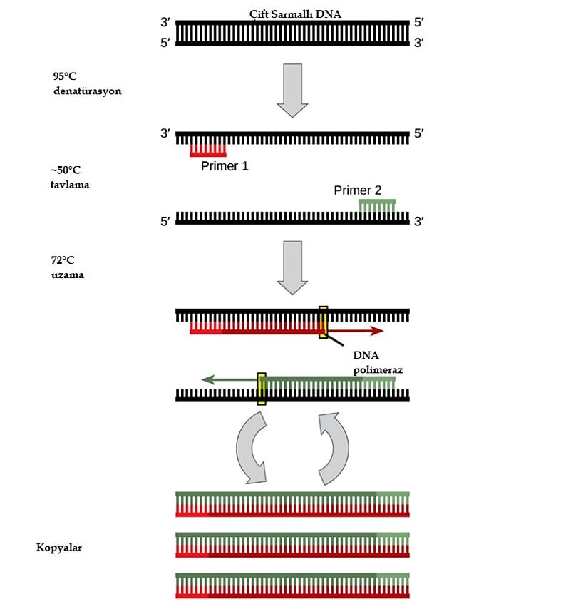 Polimeraz zincir reaksiyonu (PCR) ile DNA polimerazının belirli bir formu kullanılarak DNA'nın belirli bir dizisinin birçok kopyası üretilebilir.