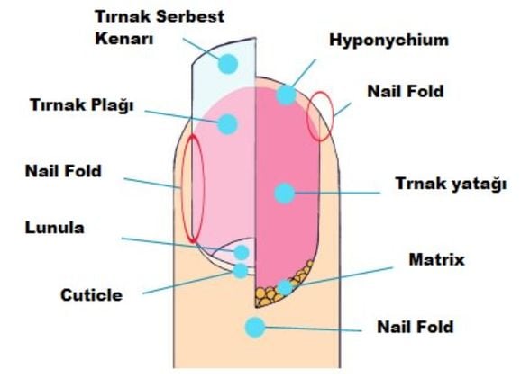 Tırnak Anatomisi