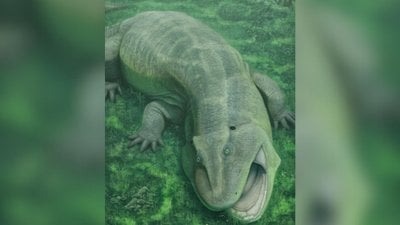 275 Milyon Yıl Önce Bile 