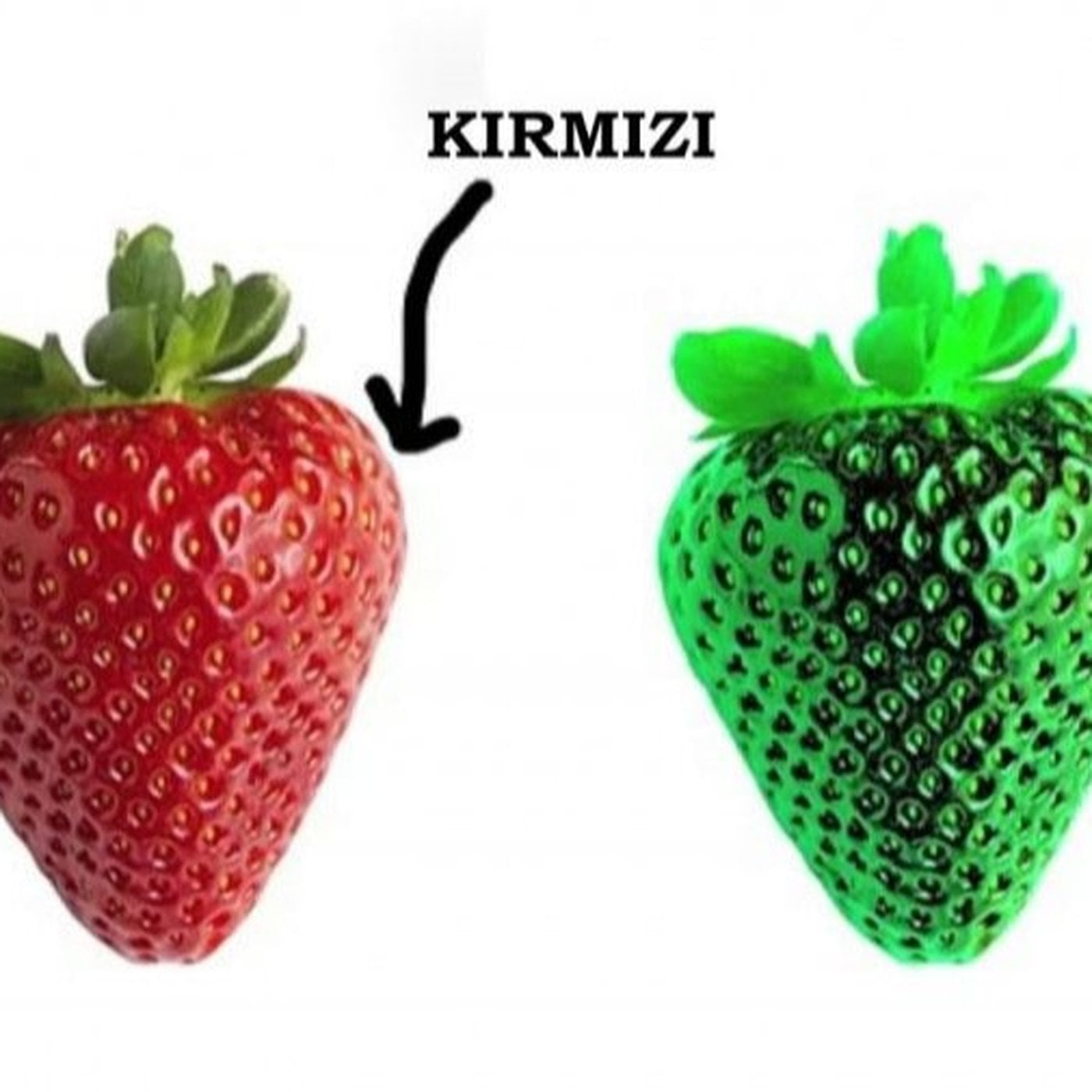 Evrim Ağacı ile Bilime Dair Her Şey!