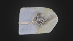 First Nearly Complete Crinoid Fossil Discovered In Australia