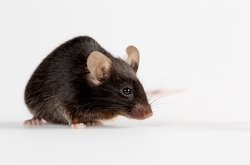 Düzenleyici T Hücreleri Kadınlarda Ağrıyı Azaltıyor!