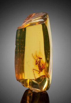 30 milyon yılda evrimsel süreç nasıl bu kadar az işlemiş olabilir?