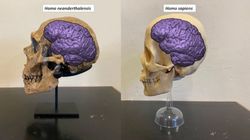 Neandertaller, Homo Sapiens'ten daha mı zekiydi?