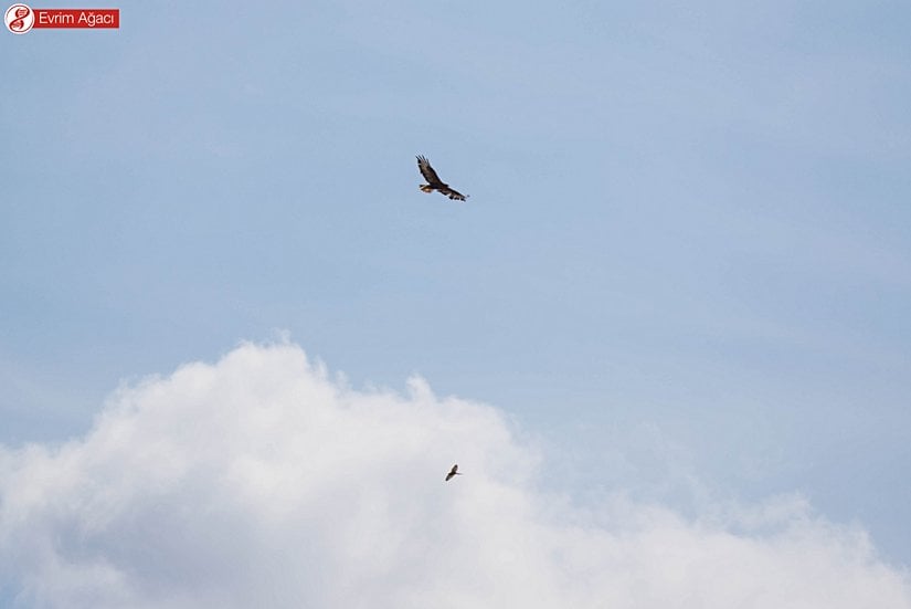 Yukarıda kızıl şahin (Buteo rufinus) ve aşağıda kerkenez (Falco tinnunculus) dansı.