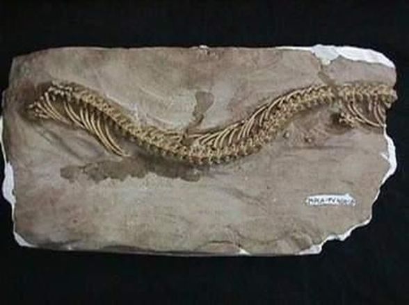 Haasiophis terrasanctus