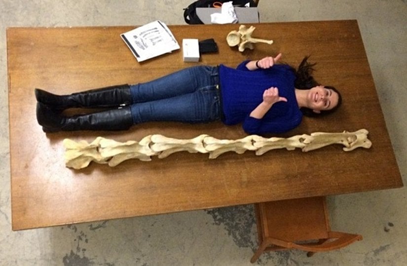 Yetişkin bir zürafanın boyun kemiklerinin insan boyu ile kıyaslanması