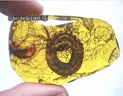 Bu fosildeki yılanın türü ne?