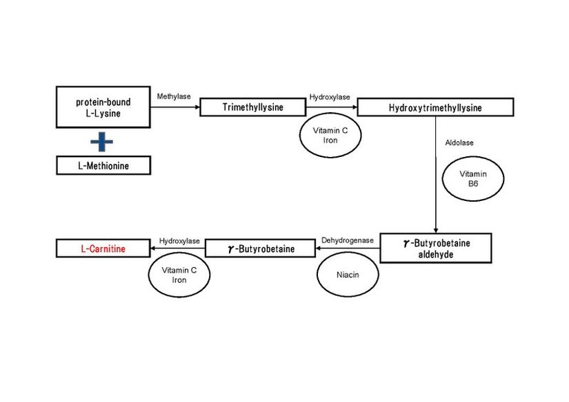 Karnitinin insanlardaki sentezinin şematik gösterimi.