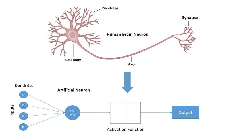 İnsan Beynindeki Nöronlar ve Yapay Sinir Ağları