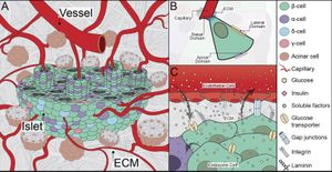 New Insights Into Endothelial Cells Reveal Key Roles In Pancreas Health And Diabetes