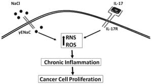 Mild Sodium Reductions Enhance Cancer Cell Characteristics In RCC