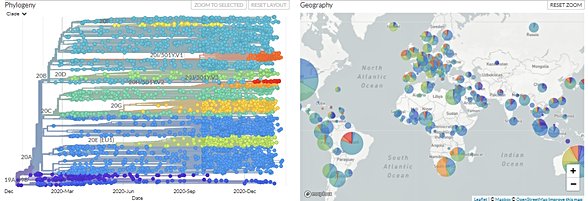 Koronavirüs Filogenetik Ağaç