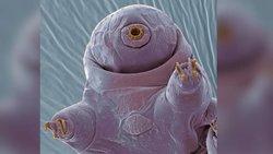 Sonunda Tardigradların Nasıl Çiftleştiğini Öğrendik.