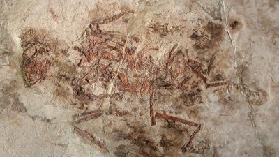 Entantiornis buhleri