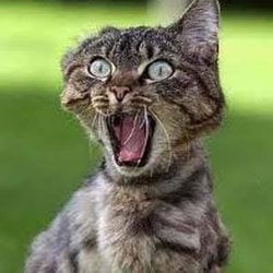 Neden çığlık atar ve çığlığa diğer canlılar ile ortak tepkiler veririz?