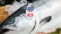 Scottish salmon export sales poised to hit £1b amid strong global demand