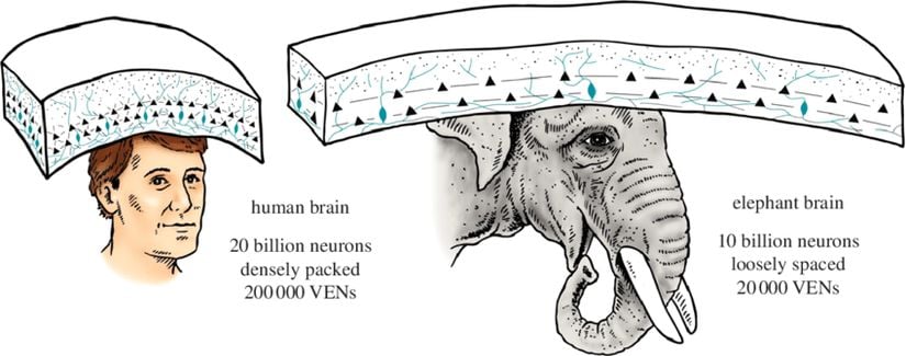 Bir insan ve bir Afrika fili beynindeki nöron bilgileri ve VEN sayıları.