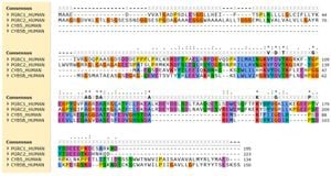 New Insights Into The Role Of PGRMC2 Protein For Heart Function