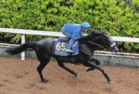 【消せる馬・NHKマイルC】2歳マイル王者も、前哨戦ニュージーランドT、中日スポーツ賞ファルコンS勝ち馬も該当…残った6頭は？：中日スポーツ・東京中日スポーツ