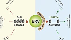 İnsan Genomundaki Sessiz Misafirler: Endojen Retrovirüsler