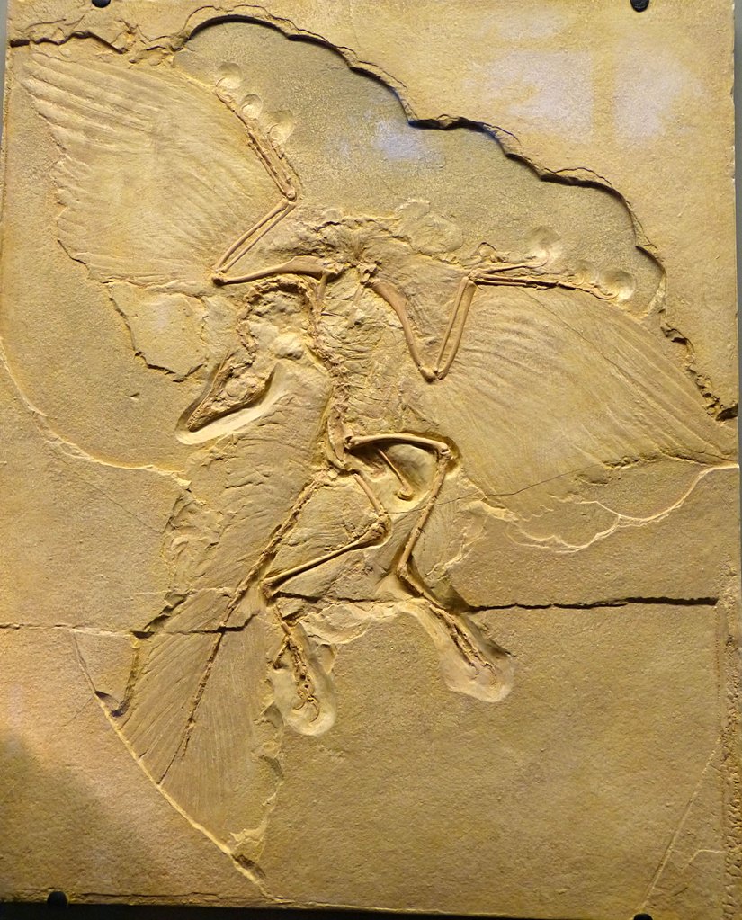 Archaeopteryx