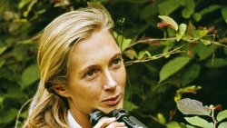 Bir Ot Parçasıyla Yıkılan Duvar