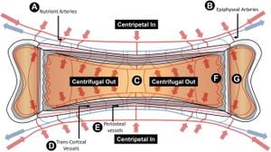 New Study Links Calvarial Thickening To VEGF Levels