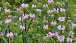 Phlomis Genus Aerial Parts Offer New Paths For Medicine