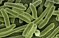 Evrimi Başa Alırsanız Ne Olur?