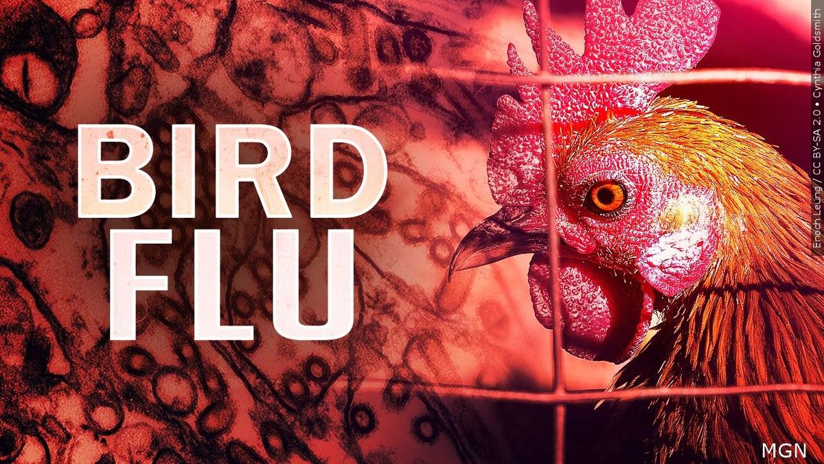 Arizona Reports First Human Cases Of Bird Flu The Pinnacle Gazette