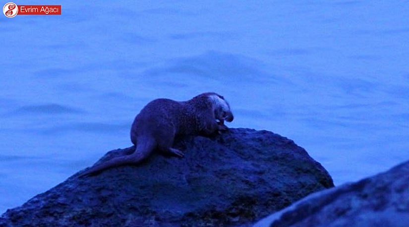 Akşam saatlerinde beslenirken.