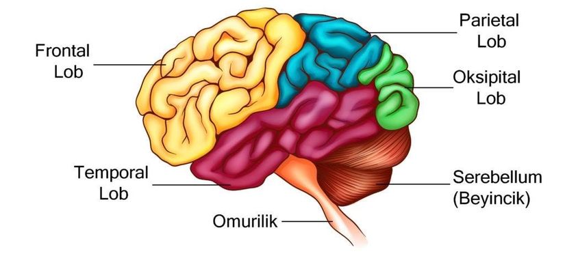 Beynin Anatomisi