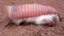 Pembe Peri Armadillosu