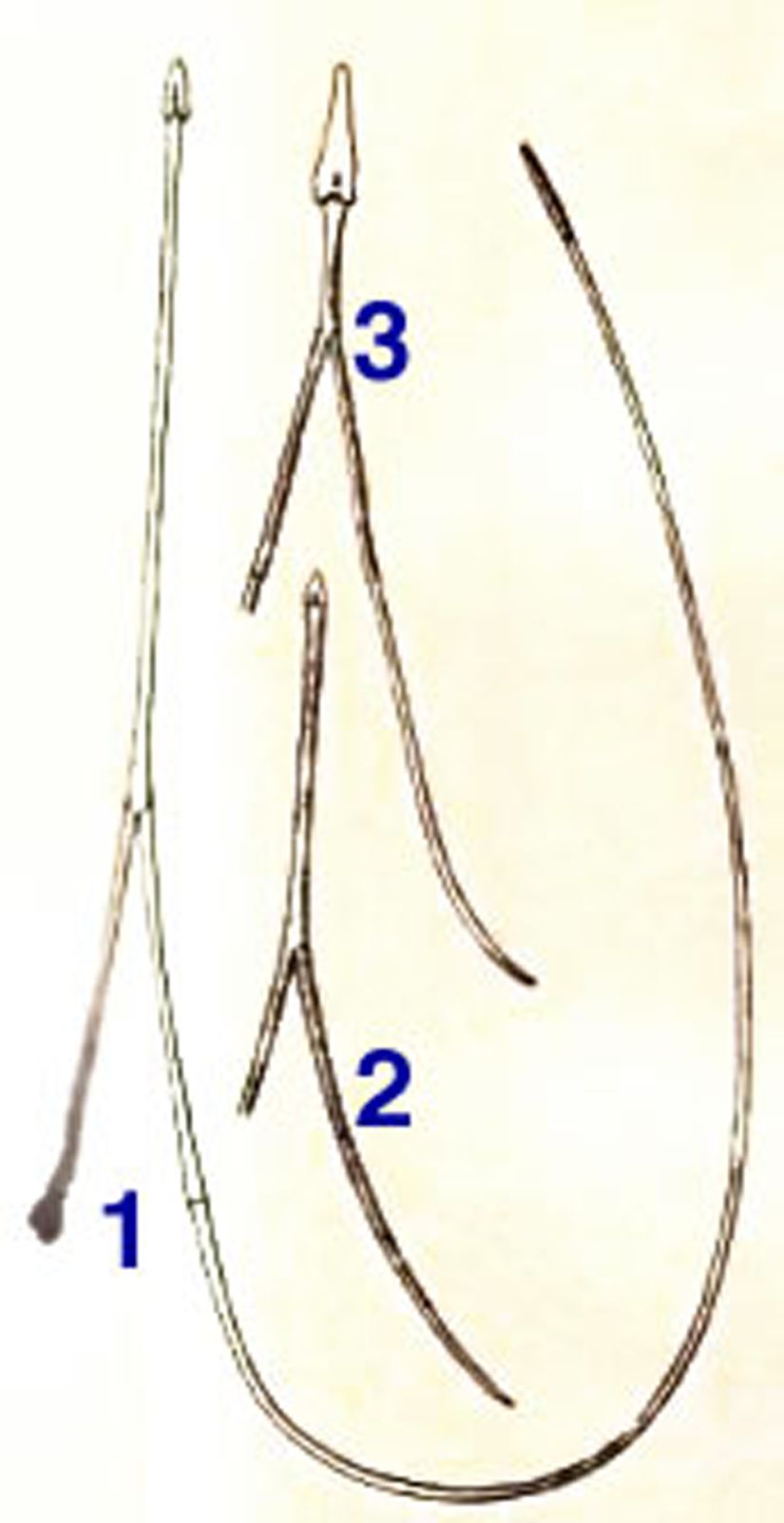 Görsel 5: 1) Colaptes auratus yetişkinine ait hyoid. 2) Yeni doğmuş Colaptes auratus türüne ait hyoid. 3) Syphyrapicus varius nuchalis yetişkinine ait hyoid.