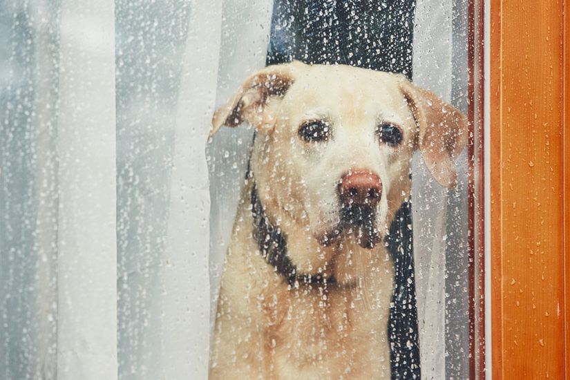 Ayrılıkla ilintili problemler köpeklerde oldukça yaygındır.