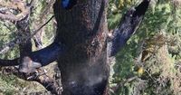 A fire is burning in one of the world's tallest trees. It may lower the tree's standing in global height rankings.