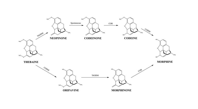 Tebainden morfin sentezi