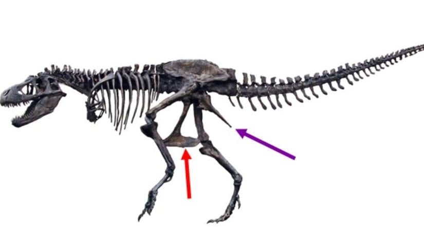 PUBİS(önde, kırmızı) VE İSKİYUM (arkada, mor)