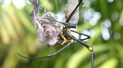 Yarasa Avlayıp Yiyebilen Örümcekler Antarktika Hariç Tüm Kıtalarda Yaşıyor!