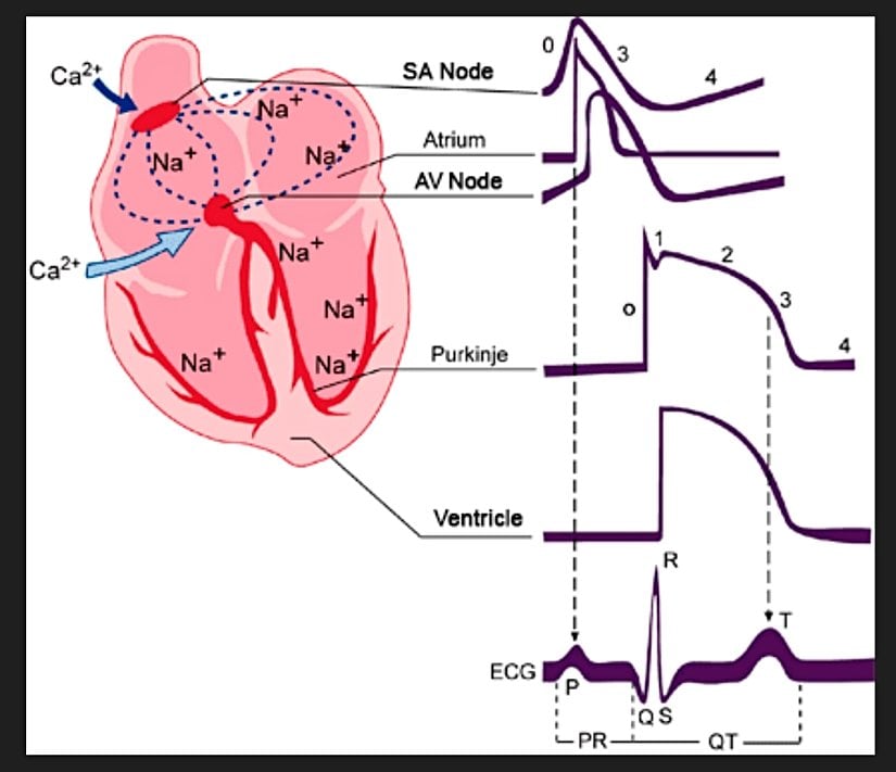 Kalp Aksiyon Potansiyeli