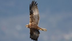 Saz delicesi (Circus aeruginosus)