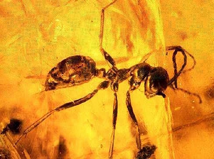 Sphecomyrma freyi