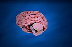 Neden Beynimizin Sağ Tarafı, Vücudumuzun Sol Tarafını Kontrol Ediyor (ve Tam Tersi)?