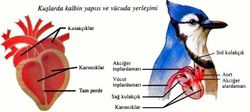 Omurgalılarda balıklardan kuşlara doğru gidildikçe neden kalp odacıkları sayısında bir artış gözleniyor ?