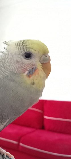 Kuşumun cinsi ne? Acil cevap verebilir misiniz?