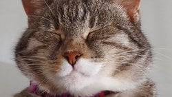 Kedi ve Köpeklerin Dişleri Fırçalanmalı mı?